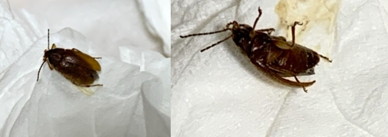 家にこのような虫が出たのですがゴキブリの幼虫とかでしょうか？ 大きさは6〜7mmほどでした（背景の白いのはティッシュです。）