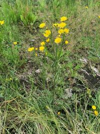 ｼｭﾝﾗﾝと 云う植物を ｼﾞｼﾞﾊﾞﾊﾞ と呼ぶ場合もある Yahoo 知恵袋