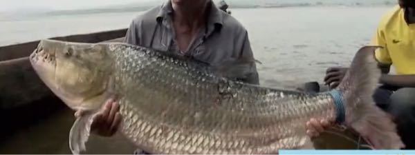 この動画に出てくるワニのような歯を持ってる魚の名前を教えてください！ http://www.laugh-more.com/doc_RUEyam1QZytWVnR4K2E5c1N5Y3B3Zz09...