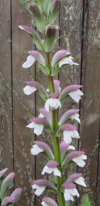 この花の名前を教えてください 先週 道端で見た花です 薄紫のかさの Yahoo 知恵袋