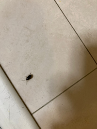 これはゴキブリですか 二日連続 1センチくらいのゴキブリぽい虫が自 Yahoo 知恵袋