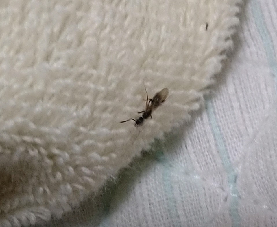 これって、なんの虫ですか？