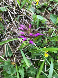 花の名前を教えてください 6月下旬 山で撮りました よろしくお願いします Yahoo 知恵袋