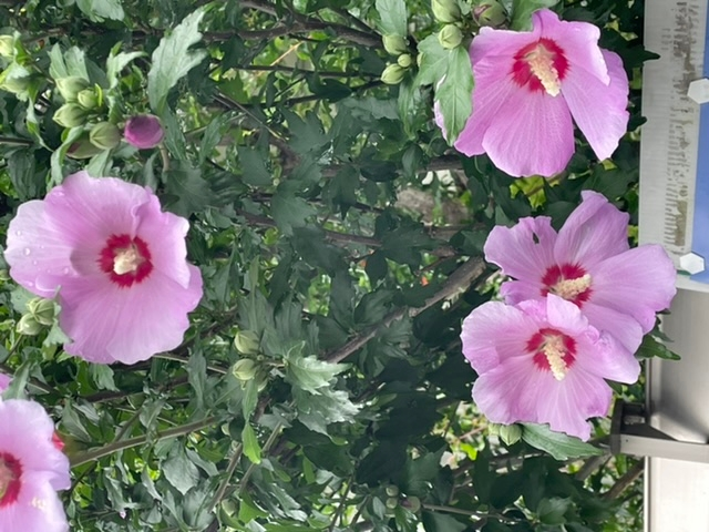 毎年実家の庭に咲くのですが 両親共亡くなっており 何と言う樹の花な Yahoo 知恵袋