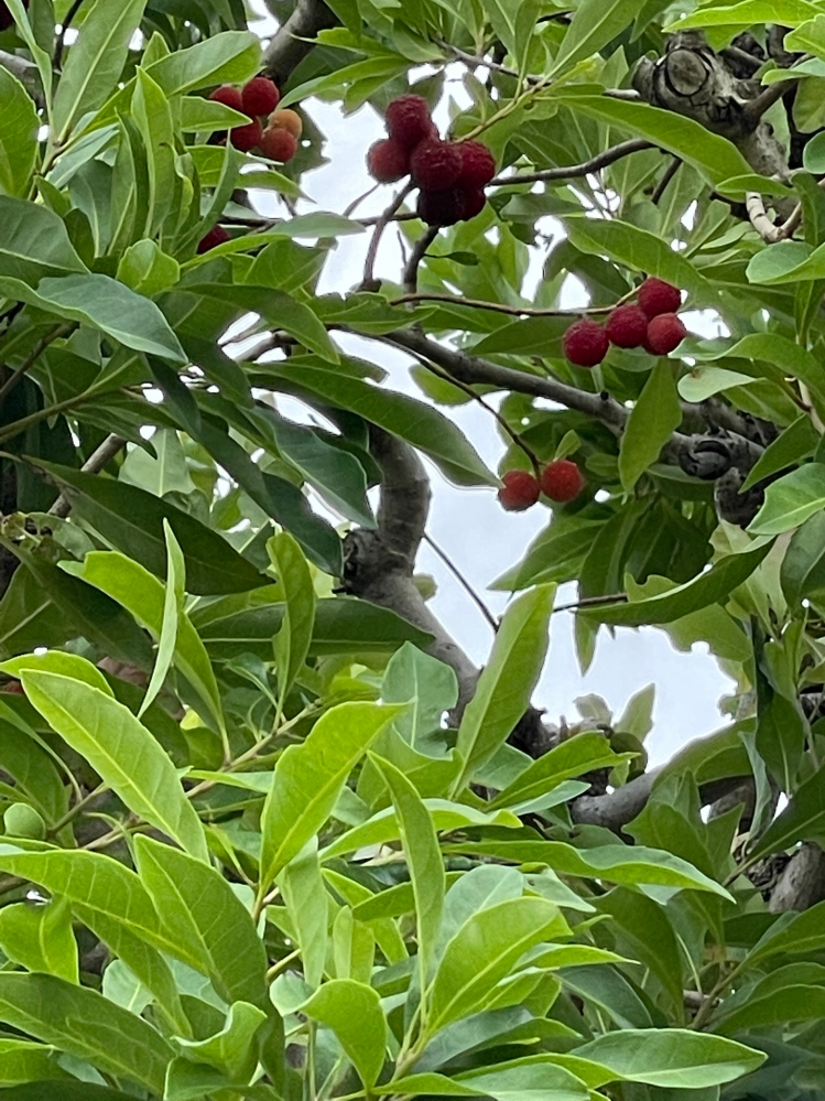 これは何の木ですか？そしてこの赤い実は食べることはできますか？美味しいかどうかではなく、毒はないかという意味です。