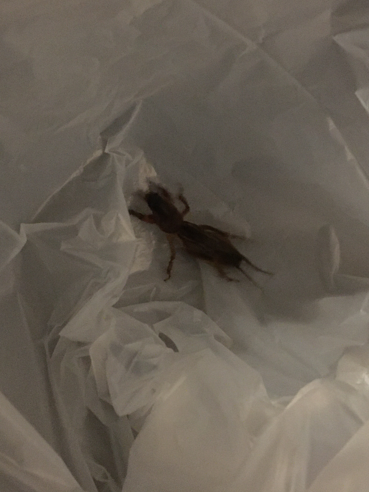 この虫何という名前でしょうか？ 夜中にカサカサという音で目が覚めると虫が寝室にいました。画像が粗く見にくいですが… 名前の分かる方教えて頂きたいです。