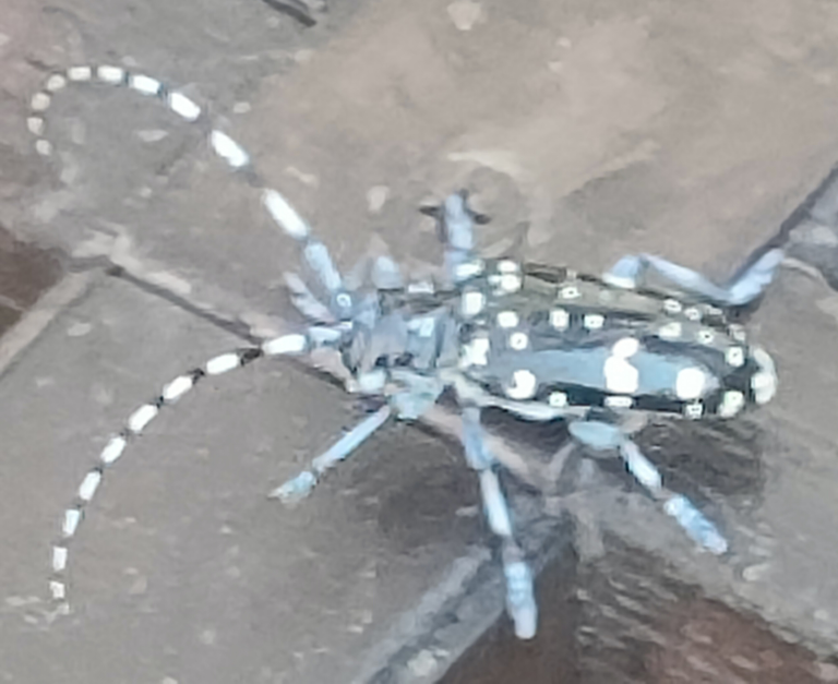 この虫の名前を教えて下さい。