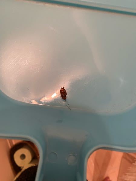 ゴキブリが2日連続で出てきたので自分の部屋にゴキブリホイホイを仕掛けたところ1匹掛かってました。いずれも1センチちょいのチャバネだと思います。住んでる可能性はどのくらいありますか？