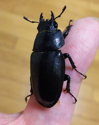 これは何クワガタのメスですか ノコギリクワガタです Yahoo 知恵袋