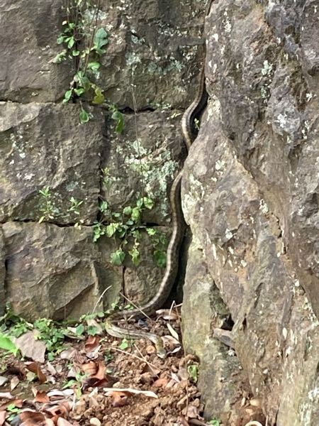 家の近くで蛇を見かけました。 蛇に詳しいかた教えてください。 怖くて近づけずアップにして 写真を撮ったので画質悪いですが 宜しくお願いします。