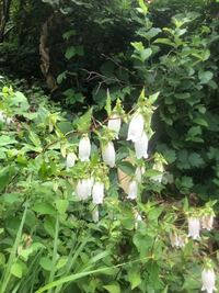 この花の名前を教えてください ホタルブクロです Yahoo 知恵袋