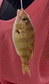 これはなんという魚ですか？？