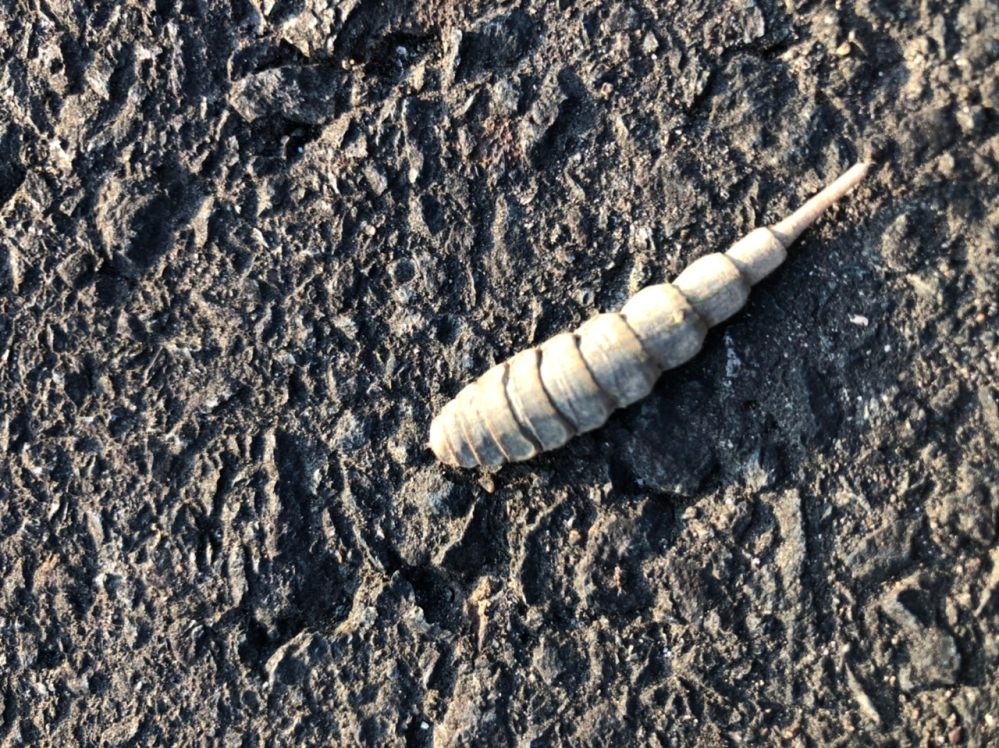 道路を歩いていると見たことのない虫が大量にいました。 これは何かの幼虫なのでしょうか。 イモムシのように動いています。