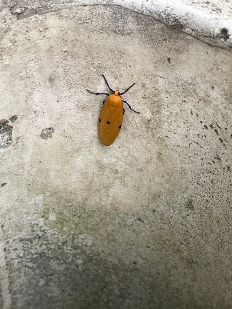 この昆虫の種類が分かる方いますでしょうか？ 栃木県の山中で見つけました。 ヨコバイの一種のようにも思いましたが、調べても似たものが見つからず・・・・