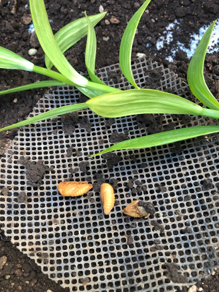 生垣用に２年前マサキを植えましたが 去年の夏は葉っぱに斑点の Yahoo 知恵袋