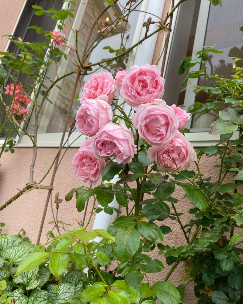 イラストで薔薇の花束を描きます ドット柄の薔薇の花言葉の Yahoo 知恵袋