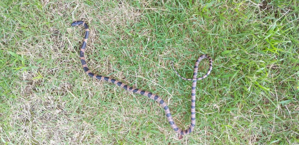 この蛇はなんですか？ 庭で死んでいたヘビです。太さは1.5センチほど長さは1メートルくらい。スリムな蛇です。 アオダイショウの幼体かヤマカガシかで家族で意見が割れています。 詳しい方教えていただ...