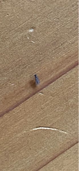 お世話になります。 最近、家の中に一ミリ以下の小さい虫がたくさん出てきました。 写真のような虫なのですが。 なんという虫で害があるかどうか詳しい方おられまし たらよろしくお願いします。