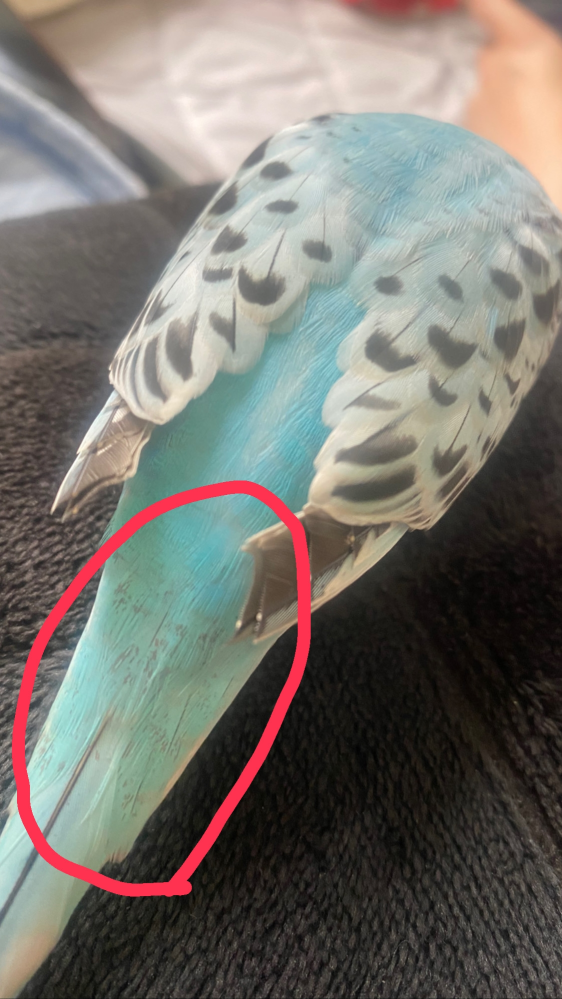 セキセイインコの羽の色がカビのようで気になります。 生後2ヶ月のセキセイインコなのですが、写真にある尻尾のところだけカビのようで気になります。 ほかの羽は綺麗に生えてます。 問題なければいいのですが、、 知ってる方いたら教えていただきたいです。