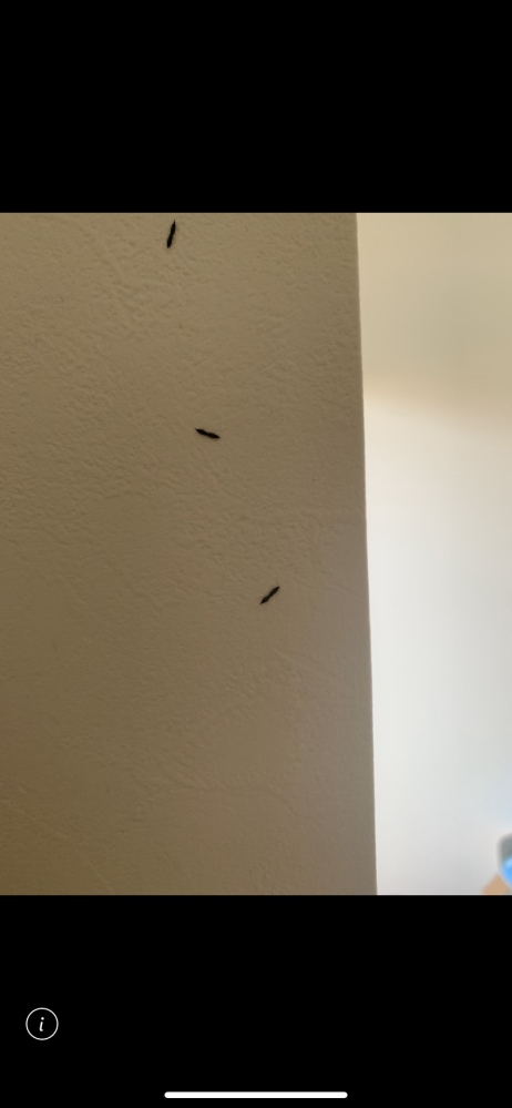 家の中の壁に黒い虫が大量発生しました。これは何の虫ですか？
