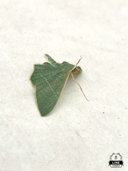 おばあちゃんちのポストにこんな蛾がいました。この子はなんと言いますか？葉っぱみたいです。
