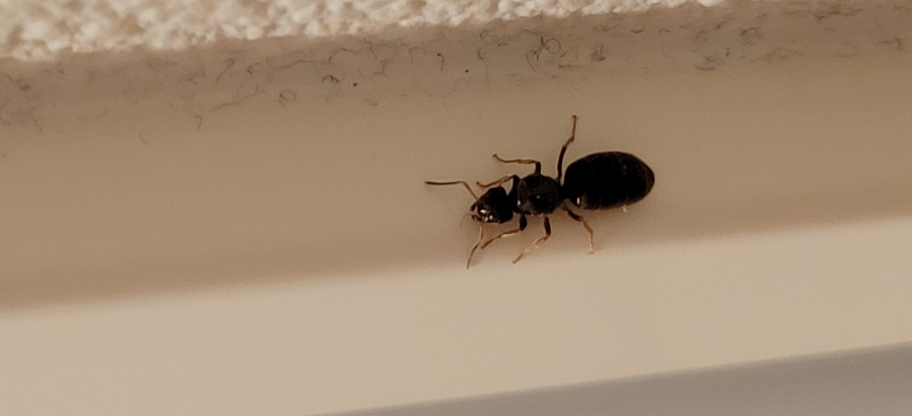 この虫は一体何なのでしょうか？蟻？？ 家の洗面所にいました‥ ちなみに大きさは1cm程です。