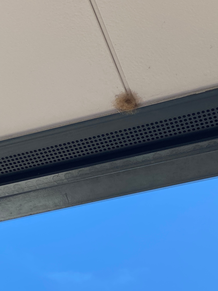 2階のベランダから見える屋根の下に、茶色い何かがついてました。以前蜂の巣を作られた事があるので取り敢えずデッキブラシで落としましたところ、ふわふわの毛の塊みたいな感じでした。 （羊毛フェルトより...