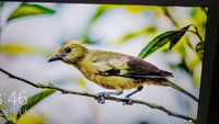 この野鳥は何ですか パソコンの壁紙に出てきて気になるのですが 調べても分から Yahoo 知恵袋