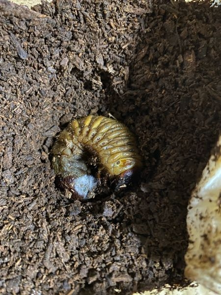 カブトムシの幼虫で、サナギになりかけそうなんですが、蛹室を作らず上に上がってきてしまいます。尾っぽに白いカビ？がありますが、死んでしまったのでしょうか？心配です。