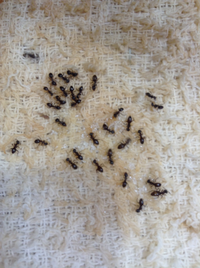 アリん子が ふきんに染み込んだ砂糖水に集まってました 熱いお茶をかけて殺しま Yahoo 知恵袋
