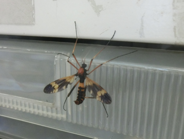この虫、何ですか？ ガガンボの仲間でしょうか。それともハチ・・・？ 時々家の中に入ってくるので不安になります。
