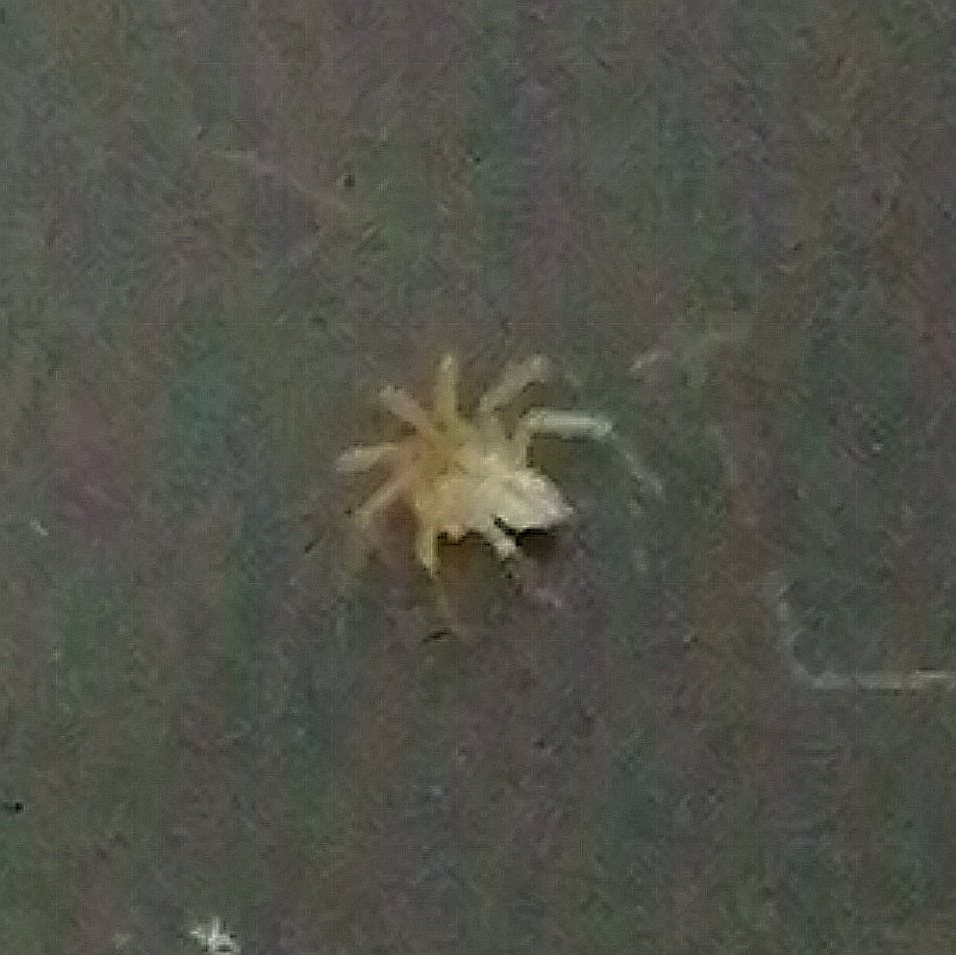 家に蜘蛛が出ました。この蜘蛛の名前がわかる方いらっしゃいますでしょうか？また、この蜘蛛に毒性はありますでしょうか？