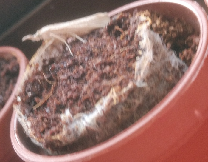 家で育てている鉢に白い虫がいたのですがなんの種類がわかりますか？ ブレててわかりにくいですがわかる方教えてください。