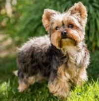 ロシア兵 食べる物がなく 犬を食べている 今日はヨークシャーテリアを食べた Yahoo 知恵袋