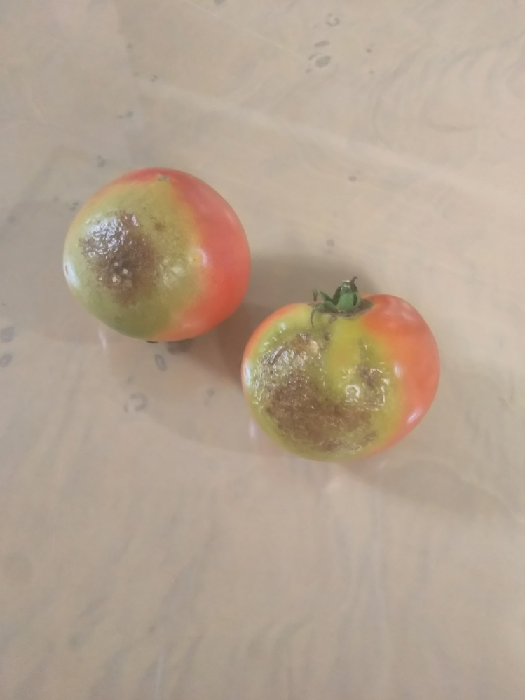 家庭菜園のトマトについて質問です。 写真のように変なトマトになってしまいました。一個だけでなく数個々のようになりましたが原因は何ですか。