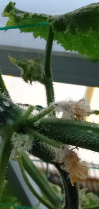 これ枯れてますか 見にくいですがきゅうりですが花が枯れたあとが3つ Yahoo 知恵袋