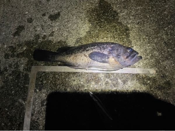 大船渡 堤防海釣りで釣れました。 この魚はなんですか？ 29cmあります。 刺身で食べられますか？