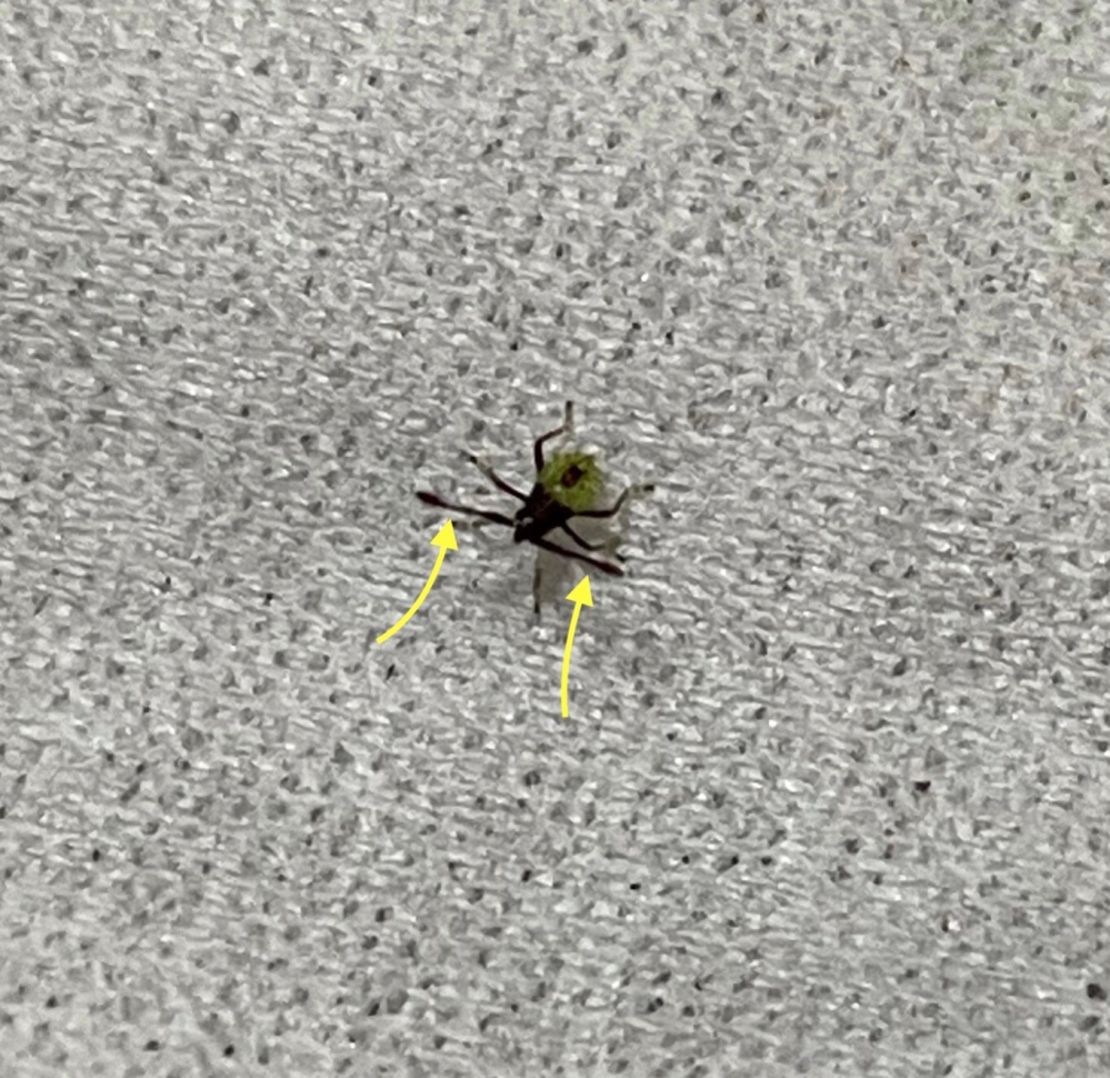 この昆虫の種類を知りたいと思っています。 胡麻くらいの大きさです。 黄色の矢印で指してるのは、触覚です。 よければ、わかる方、教えていただけると幸いです。 よろしくお願いします。