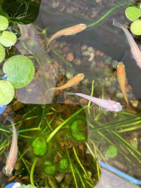 この水草に付いている藻の種類を教えてください。 ウォーターコインをメダカ鉢に沈めて育てています。 かなり藻がついてしまいました。 この藻の種類をご存知の方教えてください。 また、ウォーターコ...