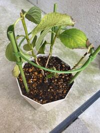 紫陽花 万華鏡について質問です 部屋で管理して花を6月の初め Yahoo 知恵袋