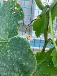 きゅうりを育てています 花が咲き きゅうりができるんですが 大きくなら Yahoo 知恵袋