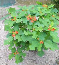 庭に植えた覚えのない花が咲きました 恐らく裏山から種が飛んできたか 鳥のフン Yahoo 知恵袋