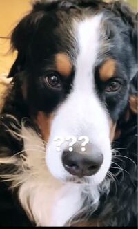 この子の犬種わかる人いませんか バーニーズマウンテンドッグ Yahoo 知恵袋