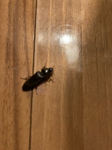 台所にゴキブリに似た黒い虫がいたのですが、動きがとても遅く、形もゴキブリとはちょっと違うような気がします。 画像で検索してみると、コメツキムシかヤマトゴキブリが近いかなと思いました。 コメツキムシでしょうか？