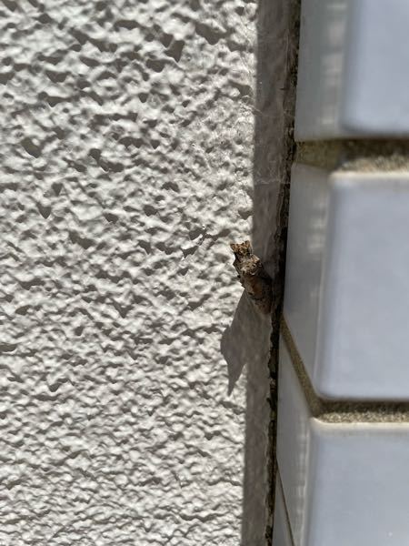 こんにちは！！ 家のマンションの壁にあるのを、 息子が見つけました！！ 蛾だと思っておりますが、 やっぱり蛾ですかね？ 蝶だと、おうちに連れて帰りたいみたいで（ ; ; ） 教えてくれると嬉しいです♩ 宜しくお願い致します。