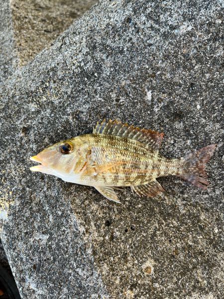 今日、佐和田港で釣れました。 画像の魚は何ですか？ 手のひらサイズです。