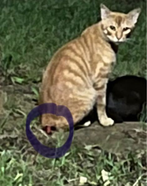 見えにくくてすみません 猫に詳しい方おしえてください 公園にい Yahoo 知恵袋