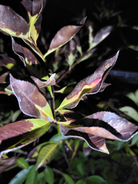 レッドロビンを庭で育てていますが 最近葉っぱが写真の様になり 木全体が弱って Yahoo 知恵袋