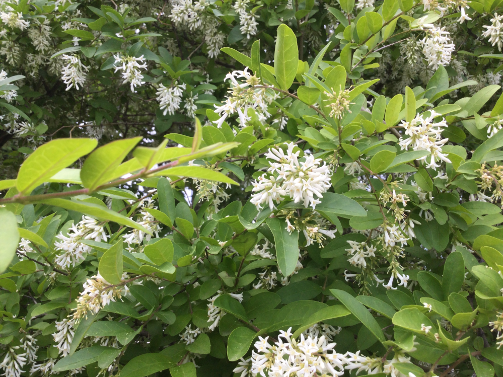 この花の名前を教えてください 北海道札幌市緑地6月30日撮影白い花いい香りが Yahoo 知恵袋