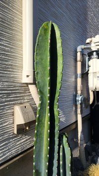 購入した柱サボテンを鉢植えから庭に移し替え1週間目です 昨日 サボテンの上部 Yahoo 知恵袋